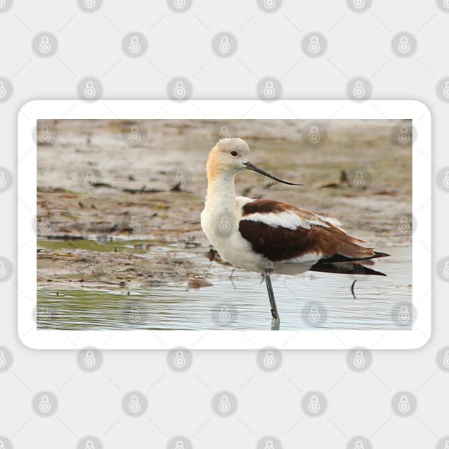 Stunning American Avocet Wading Bird at the Beach Sticker by walkswithnature